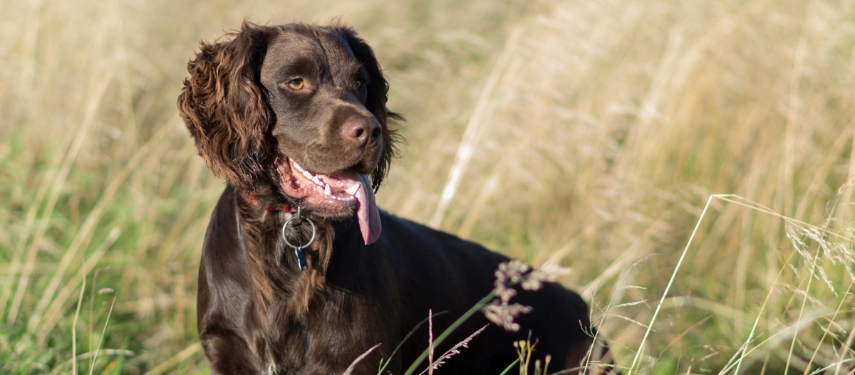 Brauner Hund mit langem Fell sitzt im trockenen Grasfeld bei Sonnenlicht