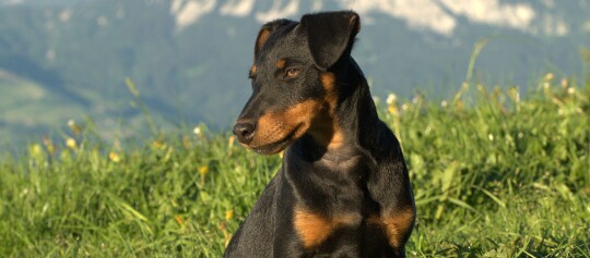 Chien noir et feu assis sur l'herbe verte avec un paysage de montagne en arrière-plan