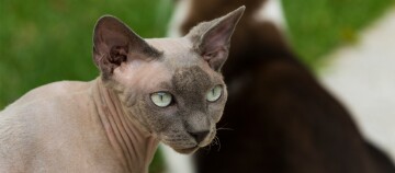 Don Sphynx blickt zur Seite
