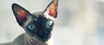 Nahaufnahme einer Sphynx-Katze mit blauen Augen und faltiger Haut vor unscharfem Hintergrund