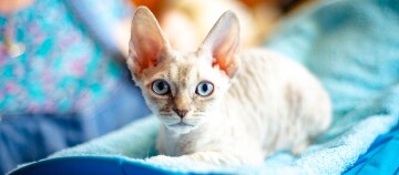 Nahaufnahme einer Devon Rex Katze mit großen Ohren und blauen Augen, die auf einer blauen Decke liegt