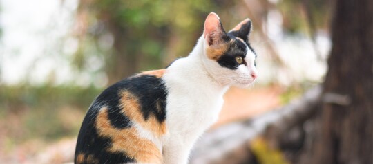 Nahaufnahme einer dreifarbigen Katze mit schwarz-orangen und weißen Flecken, die draußen in einem natürlichen Umfeld sitzt und aufmerksam nach rechts schaut.