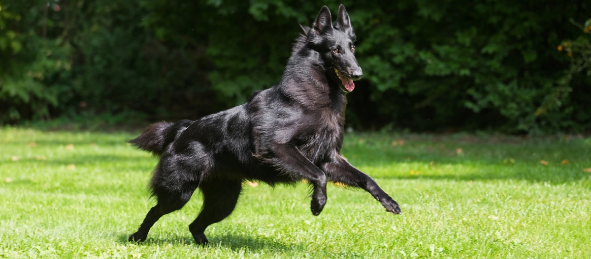 Schwarzer Belgischer Schäferhund (Groenendael) läuft energiegeladen auf grünem Gras vor dichtem Laub im Park