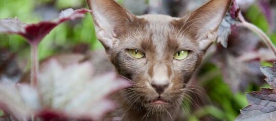 Nahaufnahme einer orientalischen Kurzhaarkatze mit grünen Augen und großen Ohren, umgeben von buntem Laub.
