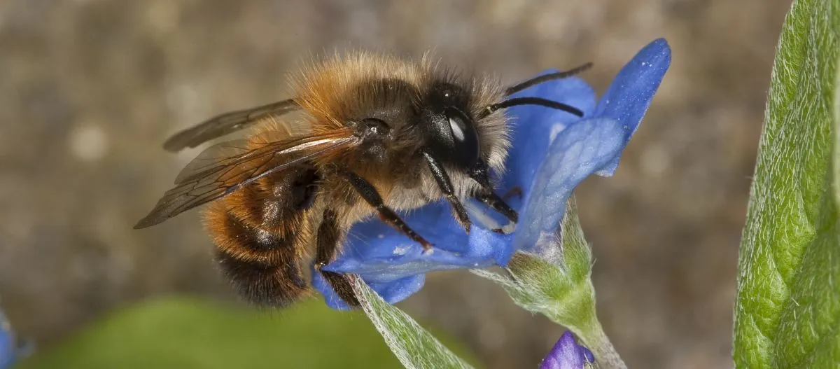Nahaufnahme einer Biene auf einer blauen Blume, die Nektar sammelt, mit detaillierten Flügeln und Körperhaaren.