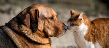 Nahaufnahme von Hund und Katze, die sich liebevoll mit den Nasen berühren, symbolisiert Freundschaft zwischen Haustieren.
