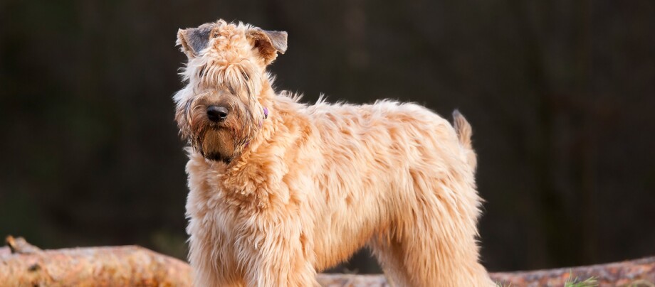 Irish Soft Coated Wheaten Terrier steht vor einem Baumstamm