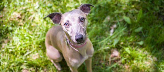Schlanker hellbrauner Hund mit kurzem Fell sitzt aufmerksam auf grünem Gras im Freien.