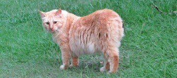 Rote Katze mit flauschigem Fell steht auf grünem Gras im Freien