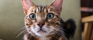 Nahaufnahme einer Bengal-Katze mit grünen Augen und geflecktem Fell