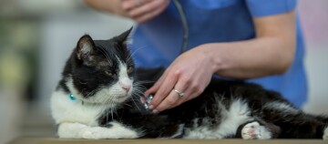 Schwarz-weiße Katze wird von einem Tierarzt mit einem Stethoskop untersucht, Gesundheitscheck in der Tierklinik