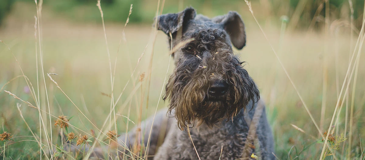 Kerry Blue Terrier Hund liegt entspannt im hohen Gras auf einer grünen Wiese