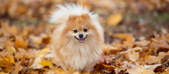 Small dog breeds at a glance: Animal portraits | MAXI ZOO