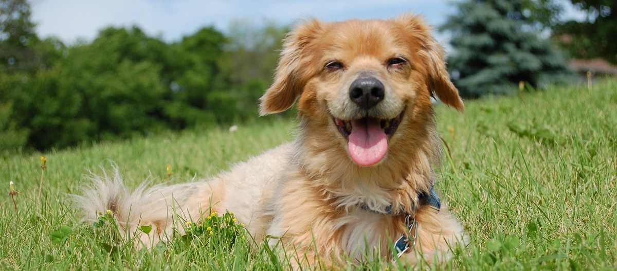 Glücklicher kleiner Hund mit braunem Fell liegt auf grünem Gras im Park