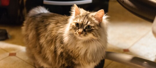 Flauschige Langhaarkatze mit grünen Augen auf gefliestem Boden in warmem Innenraum