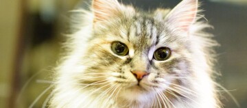 Nahaufnahme einer flauschigen grauen Katze mit langen Schnurrhaaren und großen Augen