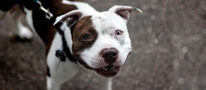 Listenhund an Leine blickt auf