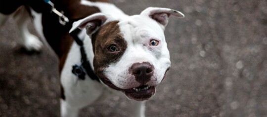 Glücklicher American Staffordshire Terrier mit braun-weißem Fell und schwarzem Geschirr auf gepflastertem Boden