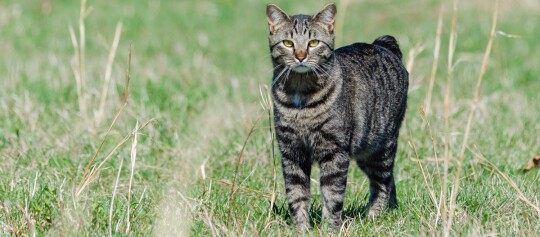 Nahaufnahme einer getigerten Katze mit gelb-grünen Augen, die auf einer grünen Wiese steht