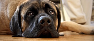 Nahaufnahme eines großen ruhenden Hundes mit braun-schwarzem Fell, der auf einem Holzboden liegt.