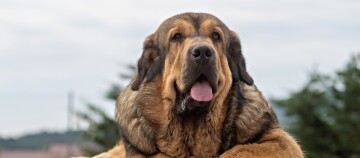 Großer, flauschiger Hund mit braun-schwarzem Fell und herausgestreckter Zunge vor unscharfem Naturhintergrund