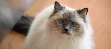 Flauschige Katze mit blauen Augen und grauen Gesichtsflecken, Nahaufnahme