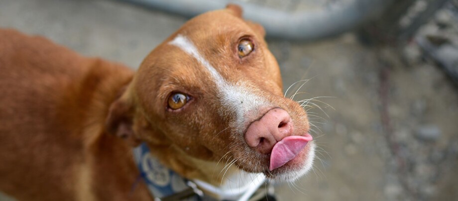 Österreichischer Pinscher schaut nach oben