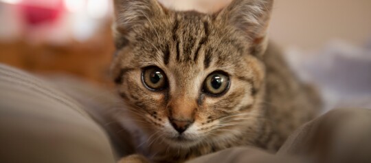 Nahaufnahme einer jungen getigerten Katze mit großen Augen, die auf einer weichen Oberfläche liegt