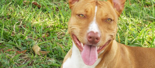 Glücklicher brauner Hund mit weißer Brust liegt auf grünem Gras und zeigt die Zunge