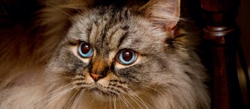 Nahaufnahme einer flauschigen Katze mit strahlend blauen Augen und graubraunem Fell vor dunklem Hintergrund