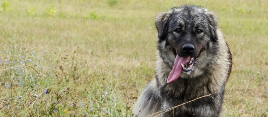 Großer, flauschiger grauer Hund sitzt auf einer Wiese mit wilden Blumen und hängt die Zunge heraus