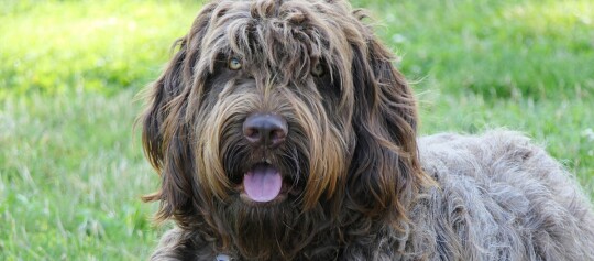 Großer zotteliger Hund mit braun-grauem lockigem Fell, der entspannt auf grünem Gras liegt