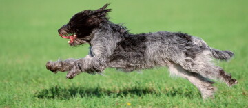 Laufender Deutsch Drahthaar Hund springt über grünes Grasfeld