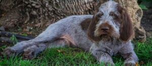 Drahthaariger Deutsch Drahthaar Hund liegt entspannt auf grünem Gras vor einem Baumstamm im Freien