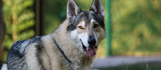 Nahaufnahme eines Czechoslowakischen Wolfshundes mit dichtem grauem Fell und aufmerksamen bernsteinfarbenen Augen im Freien