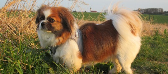 Petit chien au pelage marron et blanc avec un harnais gris debout dans un champ vert à la campagne