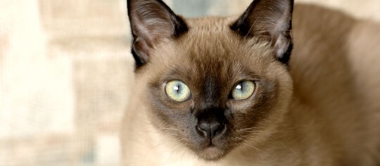 Nahaufnahme eines Siamkatzen-Gesichts mit blauen Augen und braunem Fell