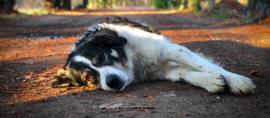 Großer, flauschiger Hund liegt entspannt auf einem Waldweg im warmen Sonnenlicht