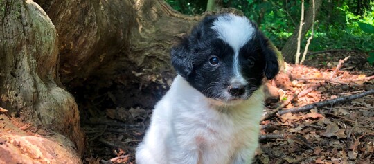 Niedlicher schwarz-weißer Welpe sitzt im Wald auf Laub und Zweigen neben einem Baumstamm