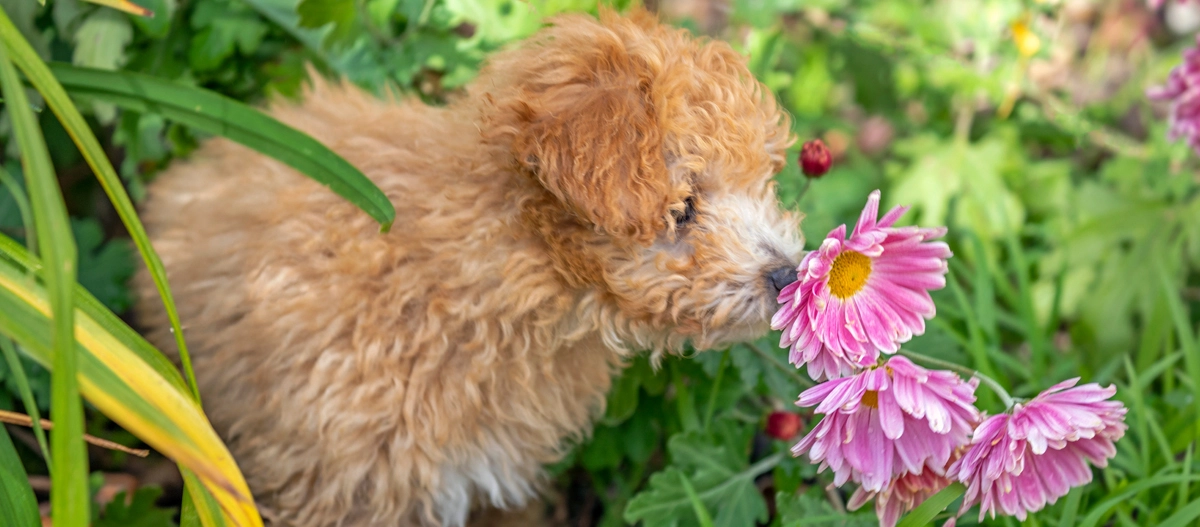 Flauschiger brauner Welpe schnuppert an rosa Blumen in einem grünen Garten