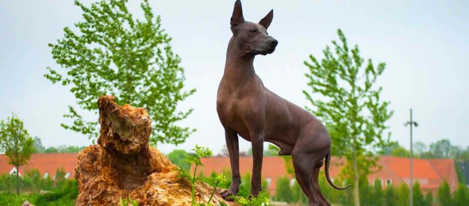 Xoloitzcuintle posiert auf einem Baumstamm