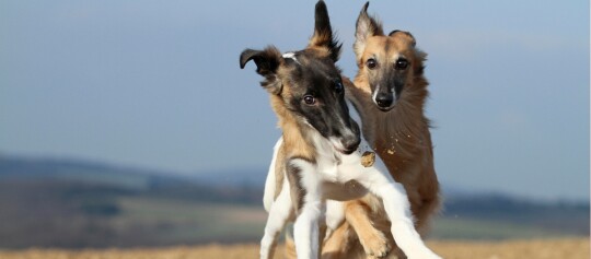 Zwei verspielte Hunde rennen fröhlich auf einem Feld mit natürlicher Landschaft im Hintergrund.