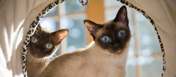 Zwei Siamkatzen mit blauen Augen in einem gemütlichen Katzenzelt mit Leopardenmuster, natürliches Licht im Hintergrund.