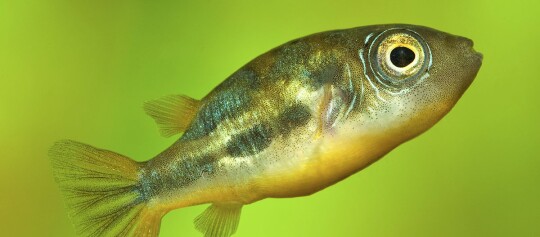 Nahaufnahme eines kleinen Süßwasserfisches mit gelb-grünlicher Färbung und großen Augen vor grünem Hintergrund