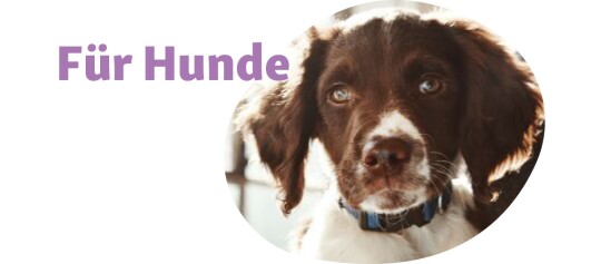 Niedlicher braun-weißer Welpe mit blauem Halsband und dem Text