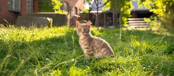 Graue getigerte Katze sitzt im sonnigen grünen Gras vor einem rustikalen Haus im Garten