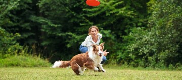 Frau spielt mit ihrem braun-weißen Border-Collie-Hund im Park, der einem orangefarbenen Frisbee nachjagt