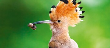 Nahaufnahme eines Wiedehopfs mit auffälliger orange-schwarzer Federkrone, der einen Käfer im Schnabel hält vor grünem Hintergrund.