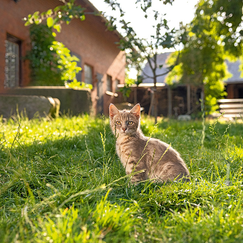 0222_APP_800x800px_AbnachDraussen_02 Katze auf der Wiese