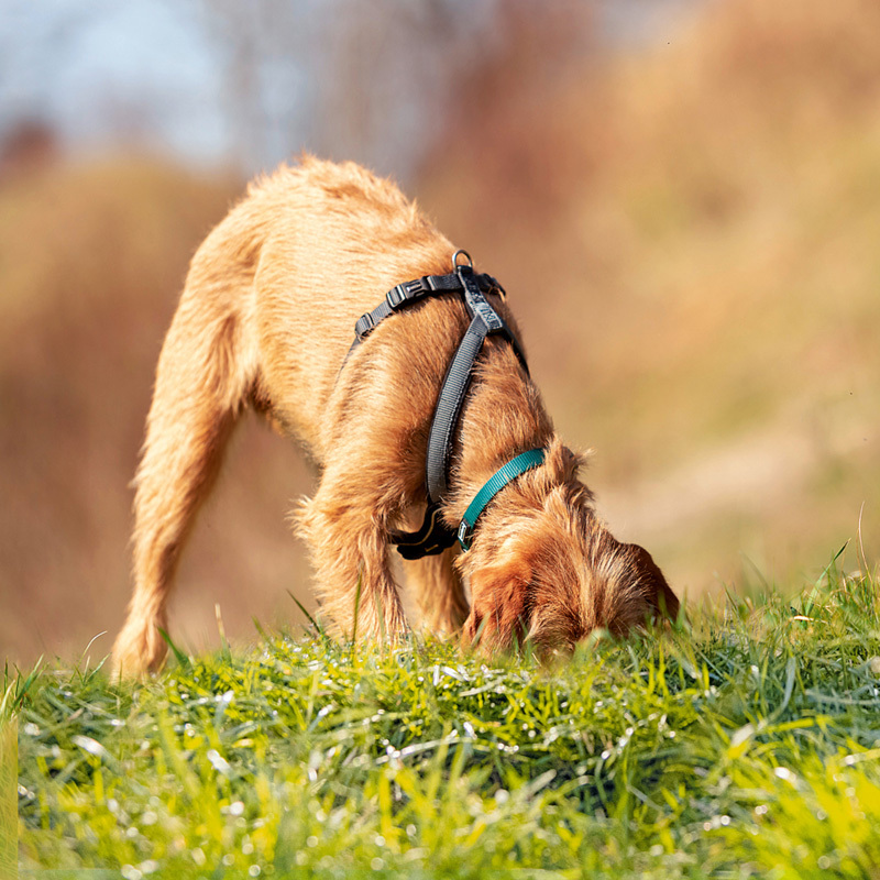 0222_APP_800x800px_SuchenzuOstern Hund sucht Osterei